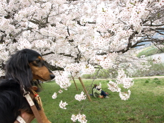 ルンと桜ｂ.jpg