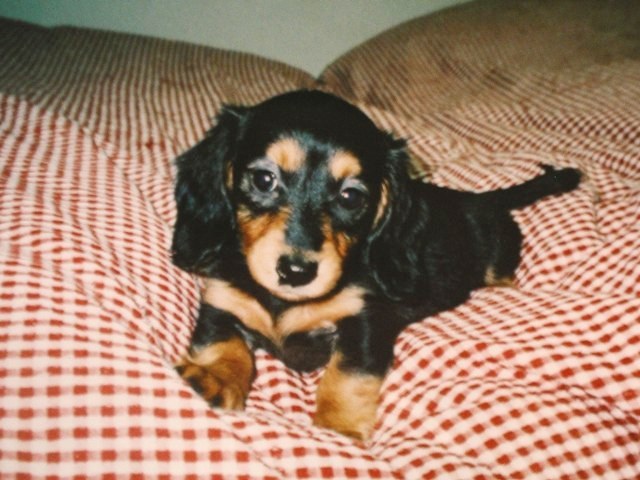 ルンルン子犬no.jpg