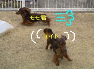 エイトとモモbのコピー.jpg