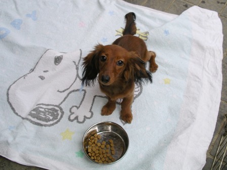 シュリちゃんご飯まてb.jpg