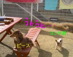 ピーとヨンタbbのコピー.jpg