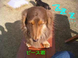 ねてるぴーbのコピー.jpg