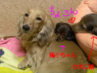 ひめこと極小bのコピー.jpg