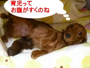 へそてんなちゃんbのコピー.jpg