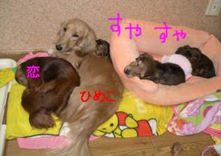やさしいひめこbのコピー.jpg