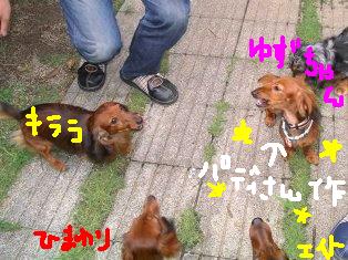 ゆずちゃん庭be.JPG