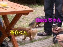 チョコちゃん茶衣くんしっぽB.jpg
