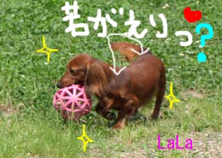 ララ差し毛bjpgのコピー.jpg