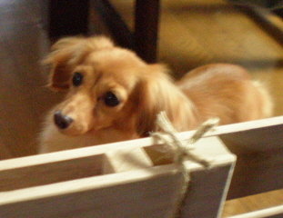 リリちゃんおうち.jpg