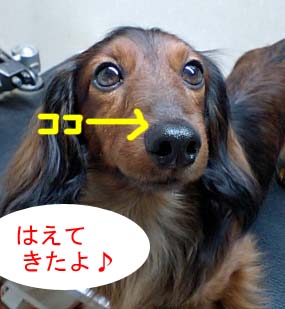 エイトあっぷbのコピー.jpg