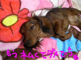 可愛いエイトべっとB.jpg