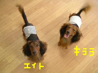 エイトとキララ２ショットbe.JPG