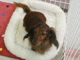 エイトの犬のお母さんburogu.jpg
