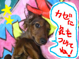 エイト甘えんぼB風ラに.jpg