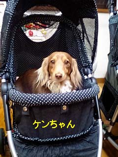 ケンちゃんブラックBのコピー.jpg