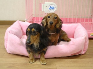 シュリちゃんとルンルンちゃん母子.jpg