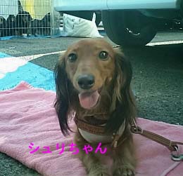 シュリちゃんふせbのコピー.jpg