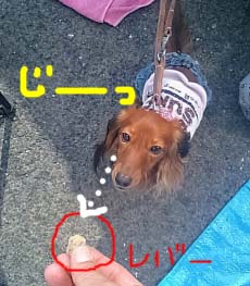 シュリちゃんレバーにじーb.jpg