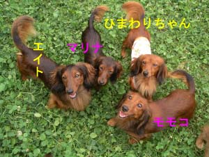 シュリ7モモコとひまわりbのコピー.jpg