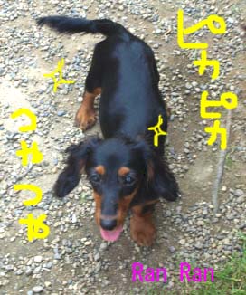 ピカらん1bのコピー.jpg