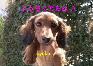 今日子ちゃん1bのコピー.jpg