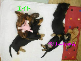 子犬あついらしい…Bのコピー.jpg
