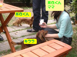 茶衣くん、キララb.jpg