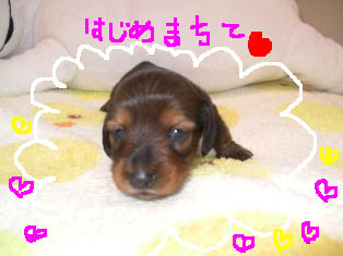 恋ちゃんbb.jpg